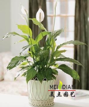 小白掌