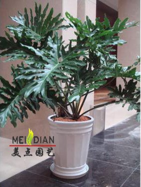 春芋