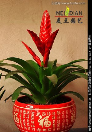 芭芭拉