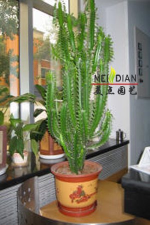 巴西龙骨