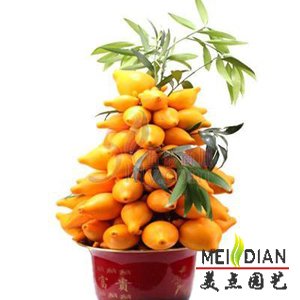 黄金果