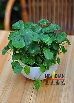 铜钱草