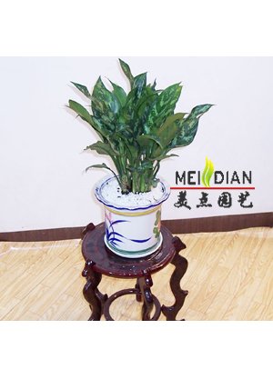 黑美人